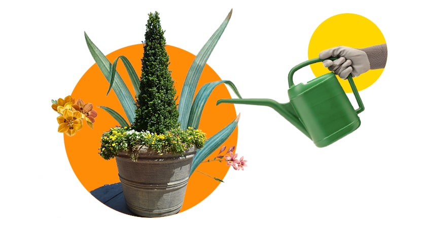 Стаття МАН+МОН+#Свідомі. Квітникарі